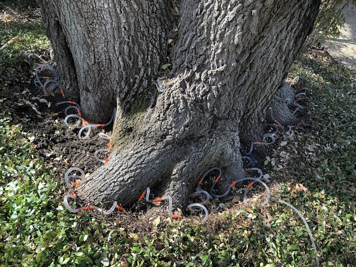 Detailed Tree Cabling and Bracing job site in Zurich
