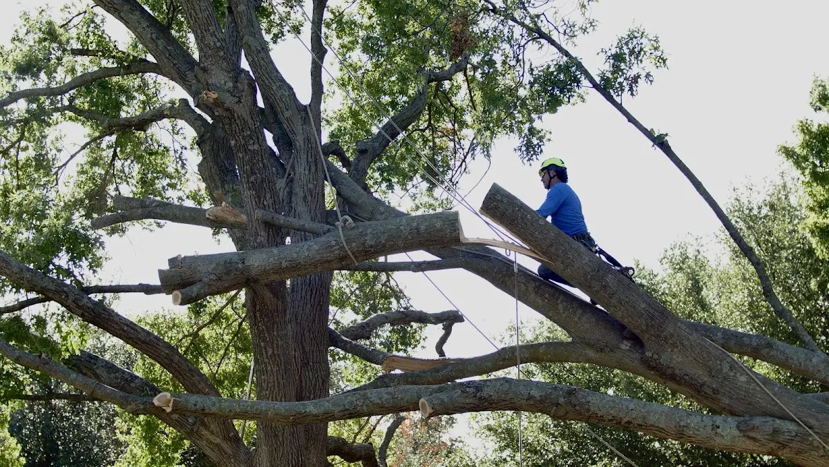 Professional Crown Thinning performed by certified arborists in Zurich